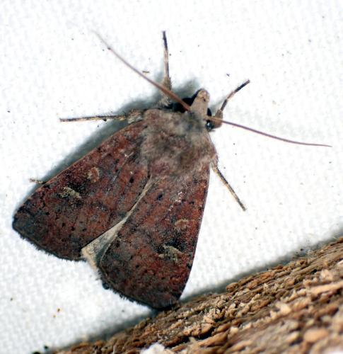 Réf. 334 617 : Xestia xanthographa
